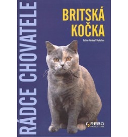 Britská kočka
