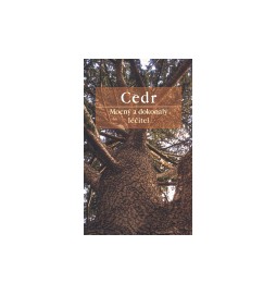 Cedr. Mocný a dokonalý léčitel
