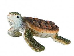 Mořská želva mládě - Renčín Vladimír
