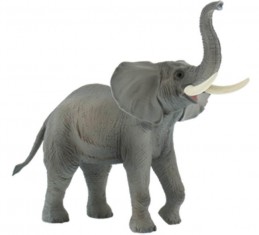 Slon Africký - Renčín Vladimír