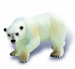Lední medvěd - Renčín Vladimír
