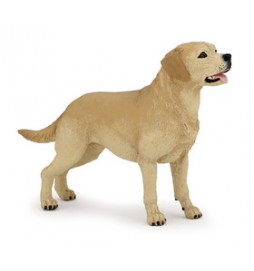 Labrador