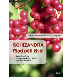 Schizandra - Plod pěti živlů. Léčivá rostlina s povzbuzujícími účinky pro dobré zdraví